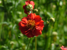 Geum chiloense 'Mrs. Bradshaw' bestellen